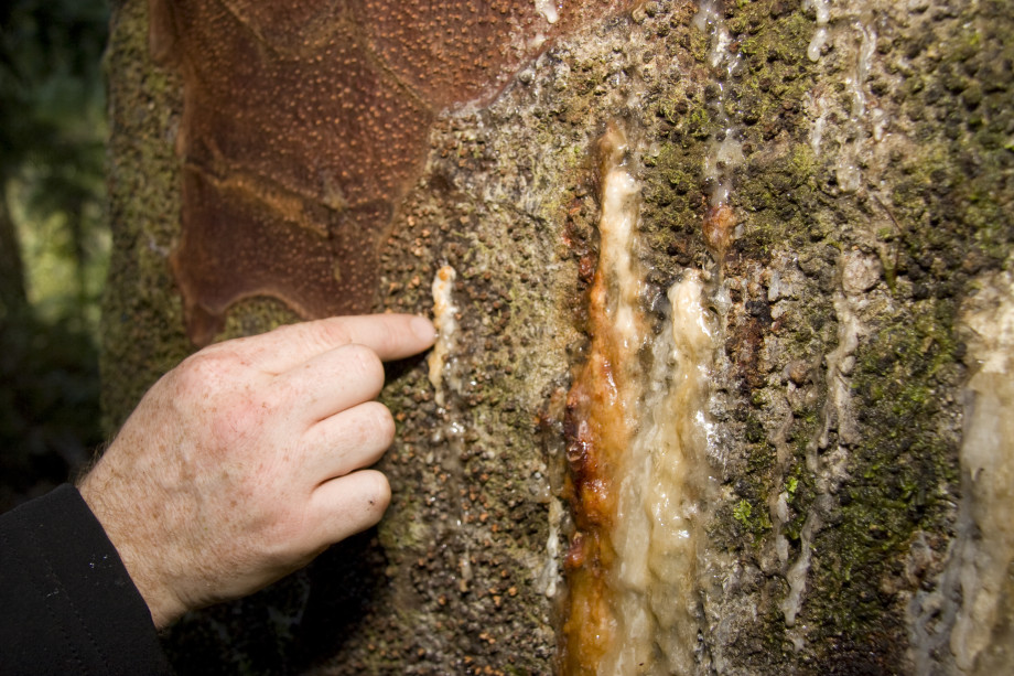 identify-the-disease-tiakina-kauri