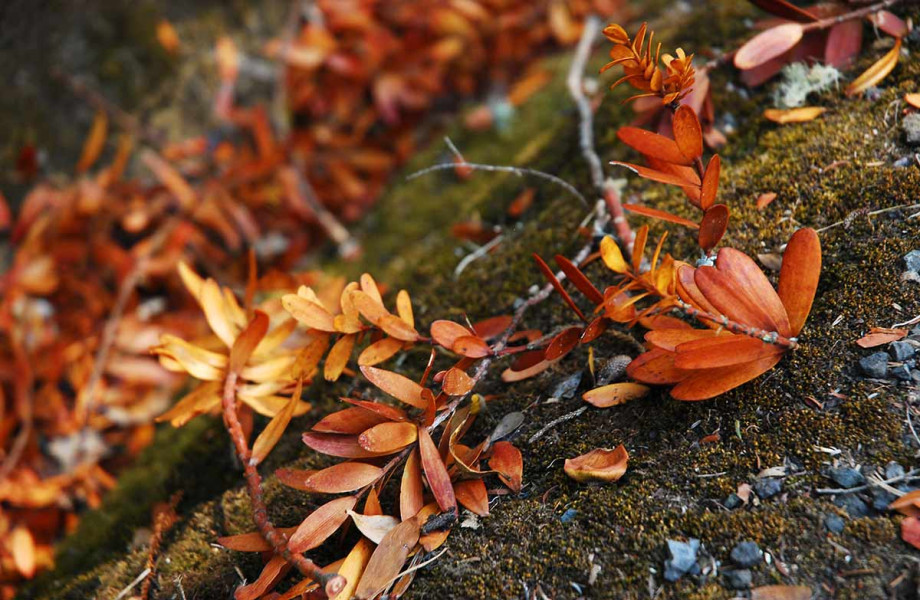 identify-the-disease-tiakina-kauri