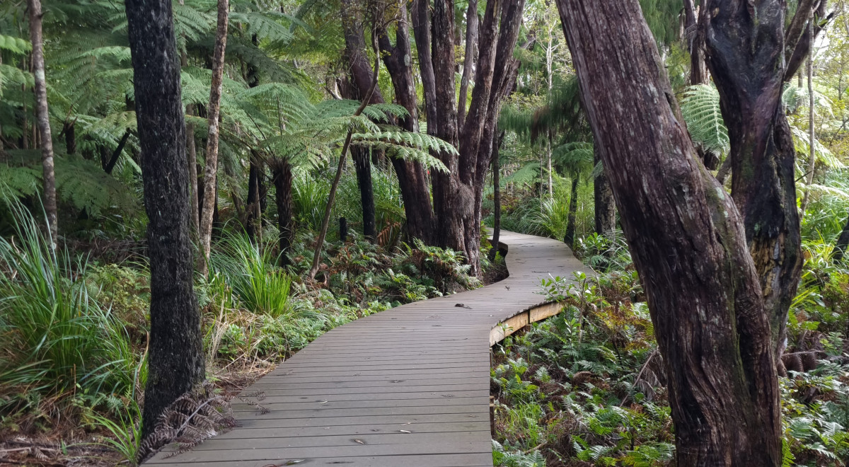 Track updates | Tiakina Kauri