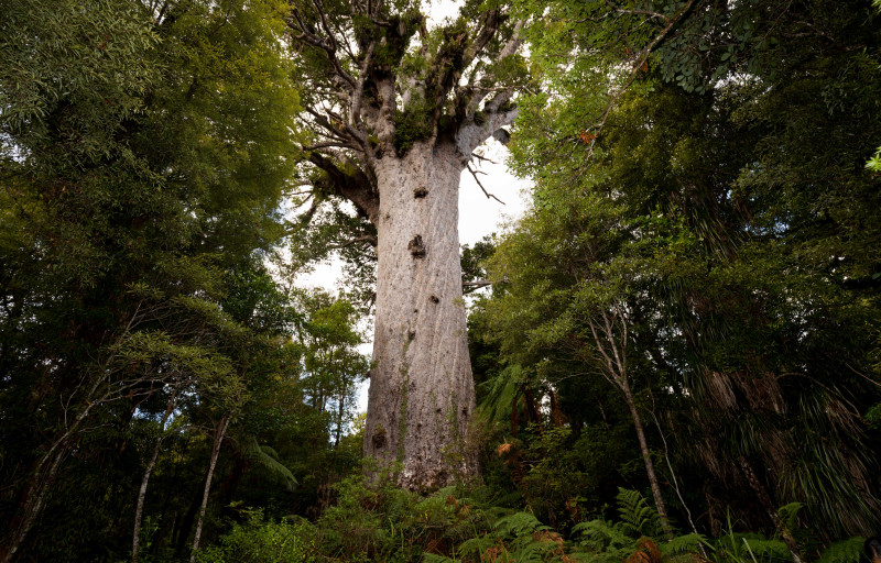 What Is A Kauri