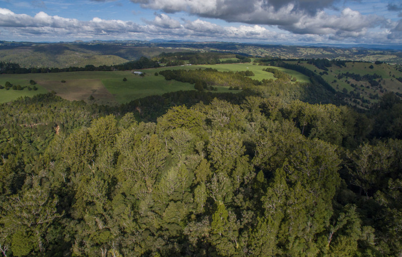 Research | Tiakina Kauri