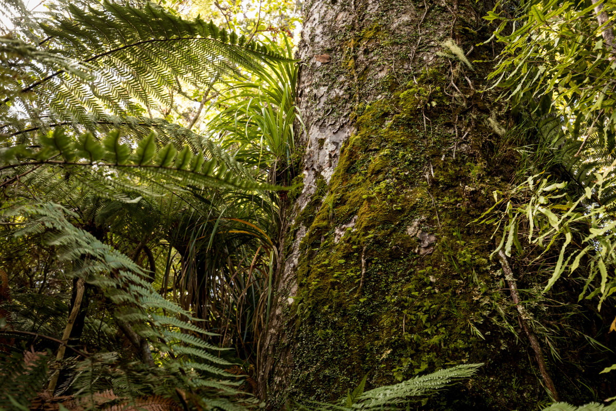 Governance Group | Tiakina Kauri